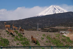 野生の鹿と富士山