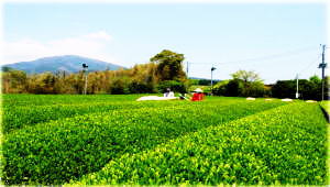 １面緑のお茶畑